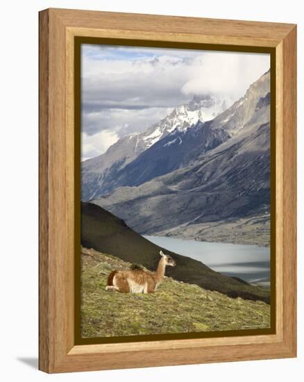 Guanaco (Lama Guanicoe) with Mountains and Lago Nordenskjsld in Background, Chile, South America-James Hager-Framed Premier Image Canvas
