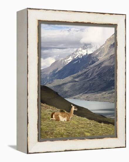 Guanaco (Lama Guanicoe) with Mountains and Lago Nordenskjsld in Background, Chile, South America-James Hager-Framed Premier Image Canvas