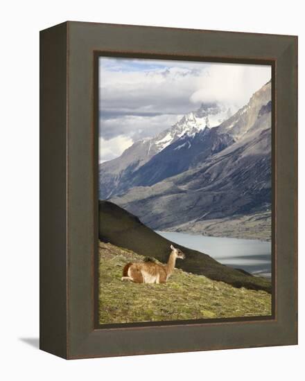 Guanaco (Lama Guanicoe) with Mountains and Lago Nordenskjsld in Background, Chile, South America-James Hager-Framed Premier Image Canvas