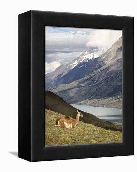 Guanaco (Lama Guanicoe) with Mountains and Lago Nordenskjsld in Background, Chile, South America-James Hager-Framed Premier Image Canvas