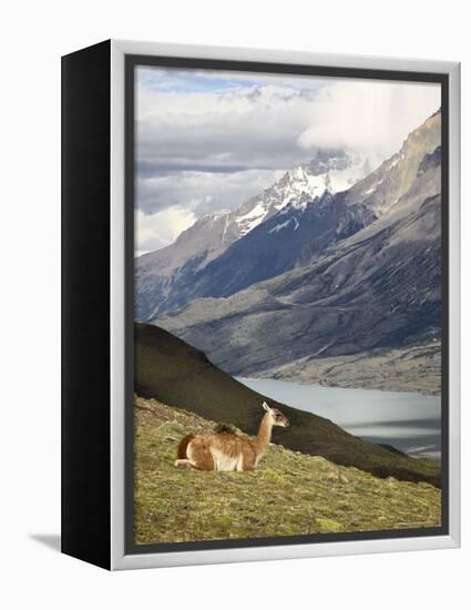 Guanaco (Lama Guanicoe) with Mountains and Lago Nordenskjsld in Background, Chile, South America-James Hager-Framed Premier Image Canvas