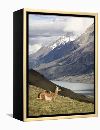 Guanaco (Lama Guanicoe) with Mountains and Lago Nordenskjsld in Background, Chile, South America-James Hager-Framed Premier Image Canvas