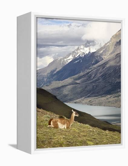 Guanaco (Lama Guanicoe) with Mountains and Lago Nordenskjsld in Background, Chile, South America-James Hager-Framed Premier Image Canvas