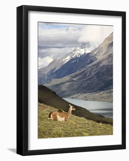 Guanaco (Lama Guanicoe) with Mountains and Lago Nordenskjsld in Background, Chile, South America-James Hager-Framed Photographic Print