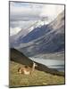 Guanaco (Lama Guanicoe) with Mountains and Lago Nordenskjsld in Background, Chile, South America-James Hager-Mounted Photographic Print