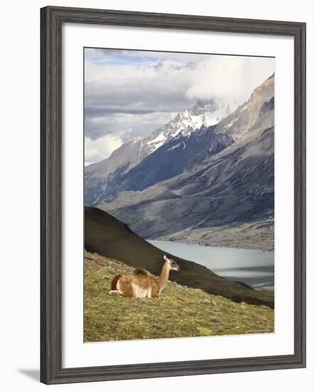 Guanaco (Lama Guanicoe) with Mountains and Lago Nordenskjsld in Background, Chile, South America-James Hager-Framed Photographic Print
