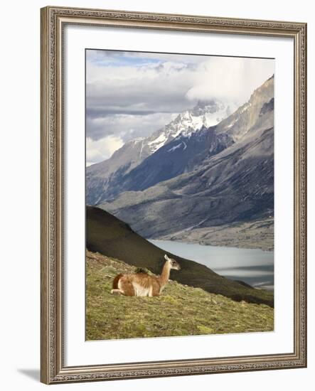 Guanaco (Lama Guanicoe) with Mountains and Lago Nordenskjsld in Background, Chile, South America-James Hager-Framed Photographic Print