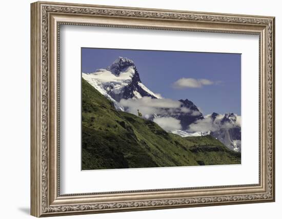 Guanaco on steep slope, Torres del Paine National Park, Chile, Patagonia, Patagonia-Adam Jones-Framed Photographic Print