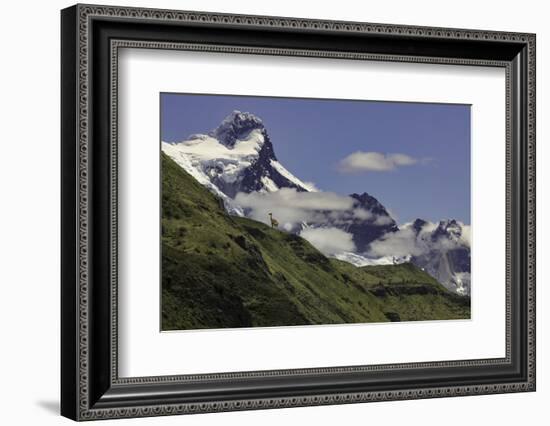 Guanaco on steep slope, Torres del Paine National Park, Chile, Patagonia, Patagonia-Adam Jones-Framed Photographic Print