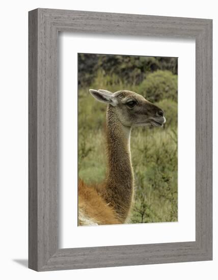 Guanaco portrait, Torres del Paine National Park, Chile, Patagonia-Adam Jones-Framed Photographic Print