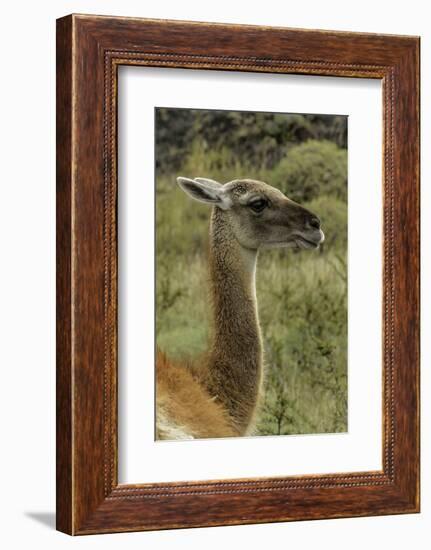 Guanaco portrait, Torres del Paine National Park, Chile, Patagonia-Adam Jones-Framed Photographic Print