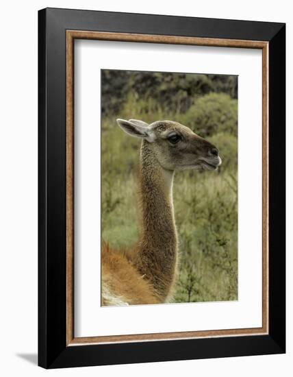 Guanaco portrait, Torres del Paine National Park, Chile, Patagonia-Adam Jones-Framed Photographic Print