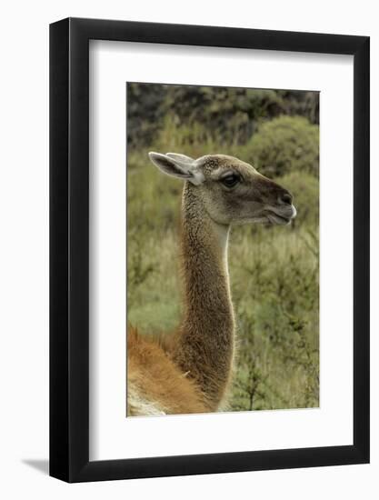 Guanaco portrait, Torres del Paine National Park, Chile, Patagonia-Adam Jones-Framed Photographic Print