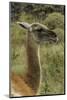 Guanaco portrait, Torres del Paine National Park, Chile, Patagonia-Adam Jones-Mounted Photographic Print