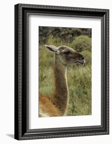 Guanaco portrait, Torres del Paine National Park, Chile, Patagonia-Adam Jones-Framed Photographic Print