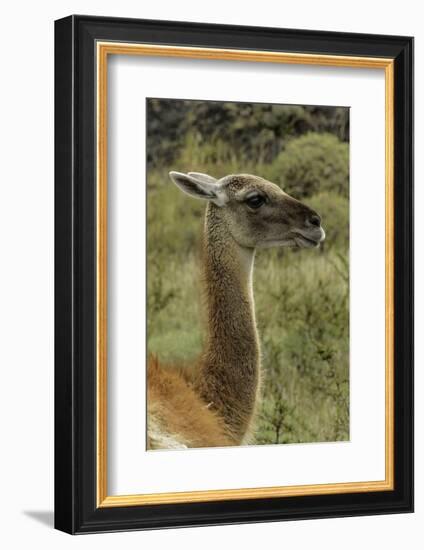 Guanaco portrait, Torres del Paine National Park, Chile, Patagonia-Adam Jones-Framed Photographic Print