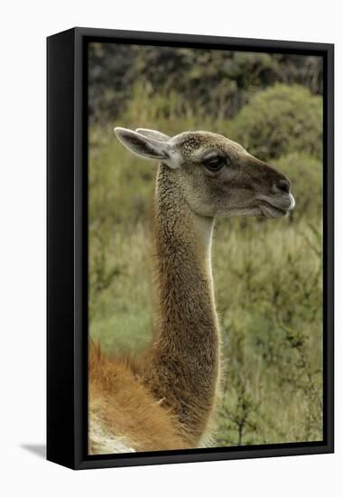 Guanaco portrait, Torres del Paine National Park, Chile, Patagonia-Adam Jones-Framed Premier Image Canvas