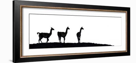 Guanaco three silhouetted. Torres del Paine, Patagonia, Chile-Nick Garbutt-Framed Photographic Print