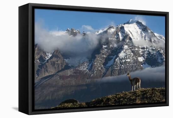 Guanaco with Cordiera del Paine in Back, Patagonia, Magellanic, Chile-Pete Oxford-Framed Premier Image Canvas