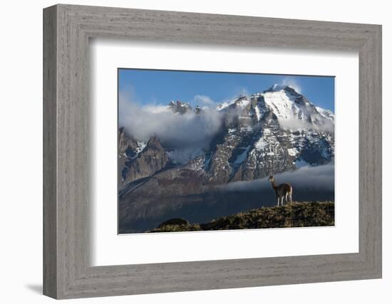 Guanaco with Cordiera del Paine in Back, Patagonia, Magellanic, Chile-Pete Oxford-Framed Photographic Print