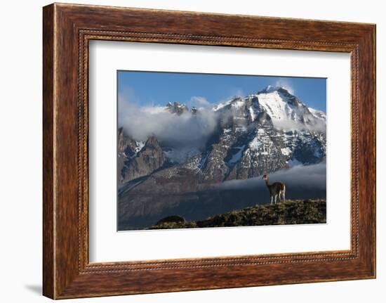 Guanaco with Cordiera del Paine in Back, Patagonia, Magellanic, Chile-Pete Oxford-Framed Photographic Print