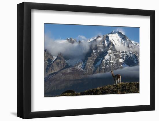 Guanaco with Cordiera del Paine in Back, Patagonia, Magellanic, Chile-Pete Oxford-Framed Photographic Print