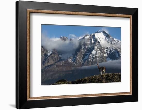 Guanaco with Cordiera del Paine in Back, Patagonia, Magellanic, Chile-Pete Oxford-Framed Photographic Print