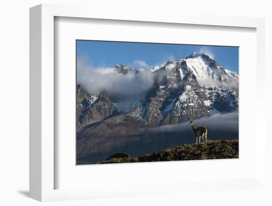 Guanaco with Cordiera del Paine in Back, Patagonia, Magellanic, Chile-Pete Oxford-Framed Photographic Print