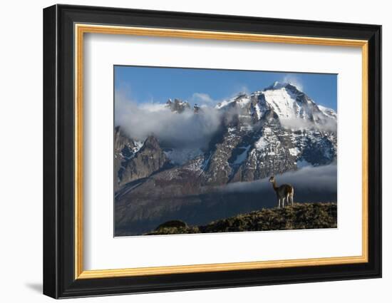 Guanaco with Cordiera del Paine in Back, Patagonia, Magellanic, Chile-Pete Oxford-Framed Photographic Print