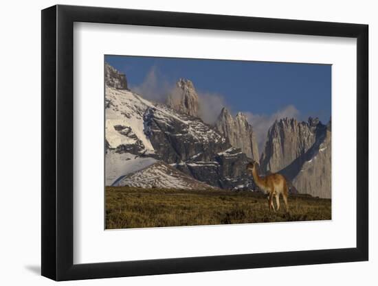 Guanaco with Cordiera del Paine in Back, Patagonia, Magellanic, Chile-Pete Oxford-Framed Photographic Print