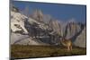 Guanaco with Cordiera del Paine in Back, Patagonia, Magellanic, Chile-Pete Oxford-Mounted Photographic Print