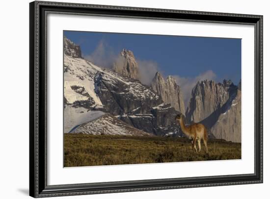 Guanaco with Cordiera del Paine in Back, Patagonia, Magellanic, Chile-Pete Oxford-Framed Photographic Print