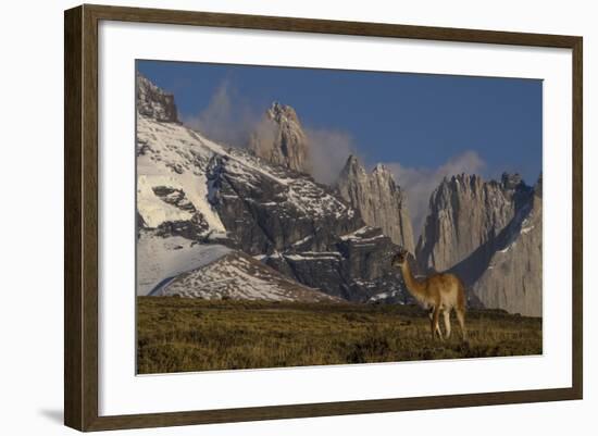 Guanaco with Cordiera del Paine in Back, Patagonia, Magellanic, Chile-Pete Oxford-Framed Photographic Print