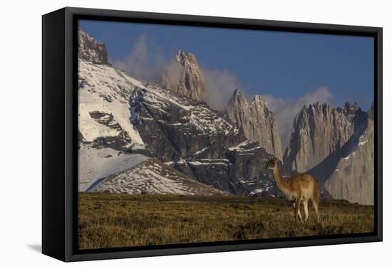 Guanaco with Cordiera del Paine in Back, Patagonia, Magellanic, Chile-Pete Oxford-Framed Premier Image Canvas