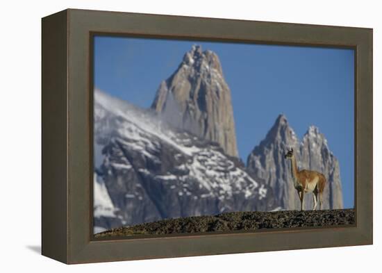 Guanaco with Cordiera del Paine, Torres del Paine, Patagonia, Chile-Pete Oxford-Framed Premier Image Canvas