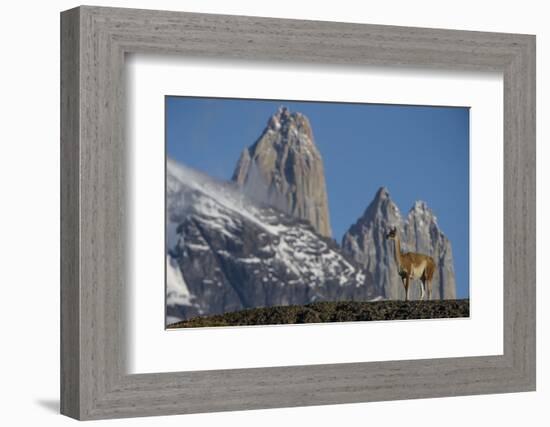 Guanaco with Cordiera del Paine, Torres del Paine, Patagonia, Chile-Pete Oxford-Framed Photographic Print