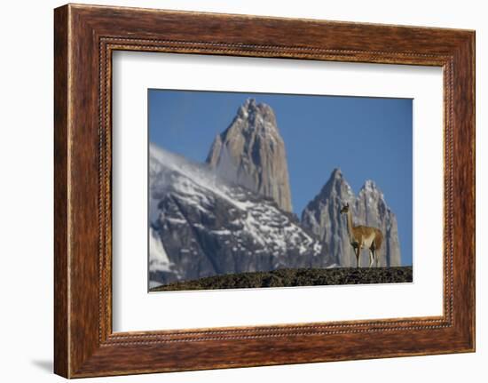 Guanaco with Cordiera del Paine, Torres del Paine, Patagonia, Chile-Pete Oxford-Framed Photographic Print