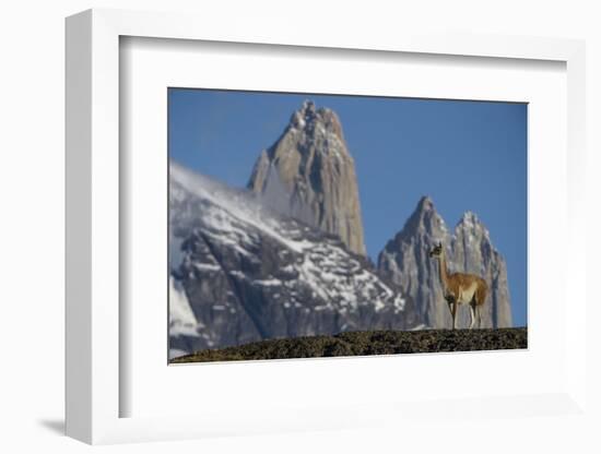 Guanaco with Cordiera del Paine, Torres del Paine, Patagonia, Chile-Pete Oxford-Framed Photographic Print