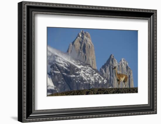 Guanaco with Cordiera del Paine, Torres del Paine, Patagonia, Chile-Pete Oxford-Framed Photographic Print