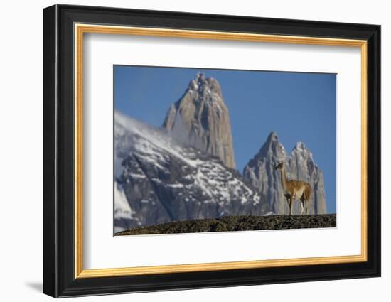 Guanaco with Cordiera del Paine, Torres del Paine, Patagonia, Chile-Pete Oxford-Framed Photographic Print