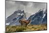 Guanaco with Cuernos in background, Torres Del Paine National Park, Region 12, Chile, Patagonia-Howie Garber-Mounted Photographic Print