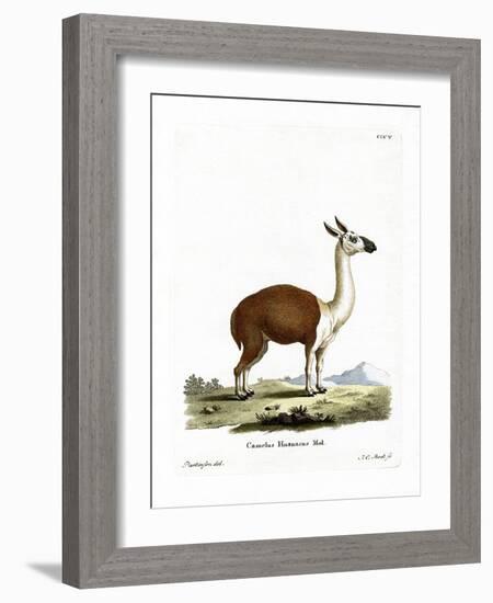 Guanaco-null-Framed Giclee Print