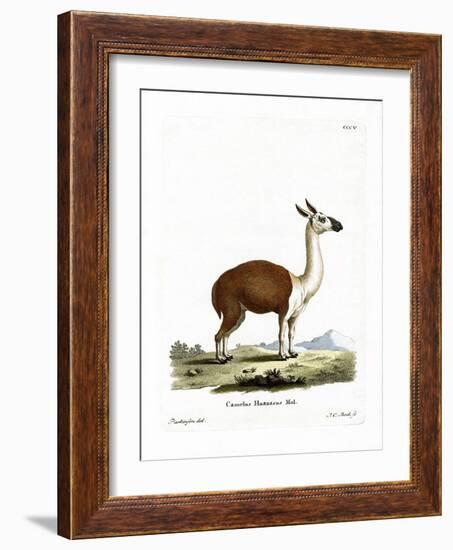 Guanaco-null-Framed Giclee Print