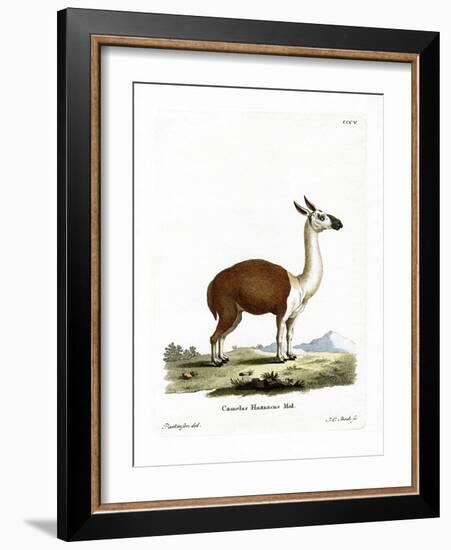 Guanaco-null-Framed Giclee Print