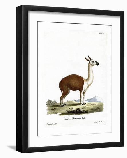 Guanaco-null-Framed Giclee Print