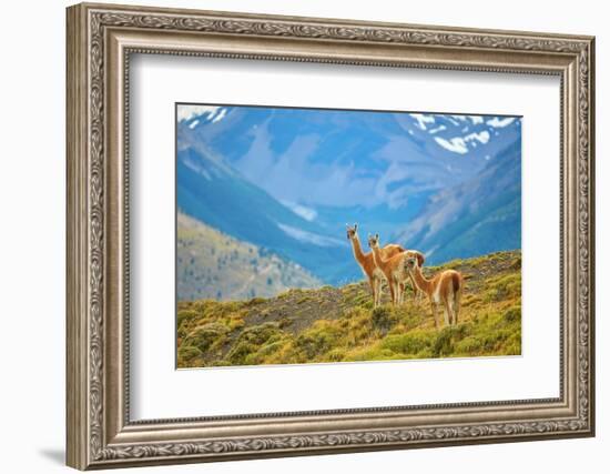 Guanacoes in Torres Del Paine National Park-encrier-Framed Photographic Print