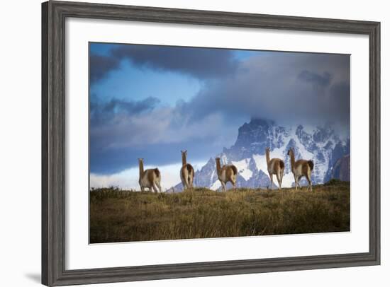 Guanacos (Lama Guanicoe) Grazing With Cuernos Del Paine Peaks In The Background-Jay Goodrich-Framed Photographic Print