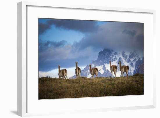 Guanacos (Lama Guanicoe) Grazing With Cuernos Del Paine Peaks In The Background-Jay Goodrich-Framed Photographic Print