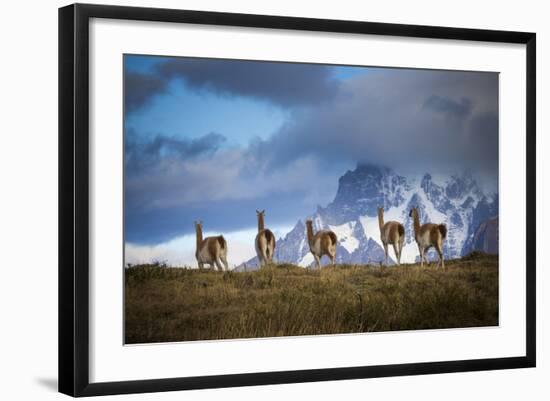 Guanacos (Lama Guanicoe) Grazing With Cuernos Del Paine Peaks In The Background-Jay Goodrich-Framed Photographic Print