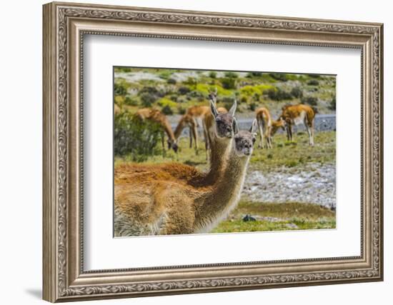 Guanacos wild lamas eating Salt, Atacama Salt Flats, Torres del Paine National Park, Patagonia-William Perry-Framed Photographic Print